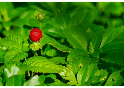 Fraises des bois, 30 ml 