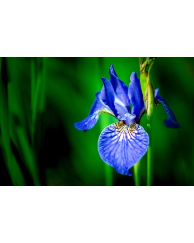 Iris Jasmin, 30 ml 