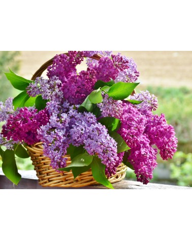 Lilas, 30 ml 